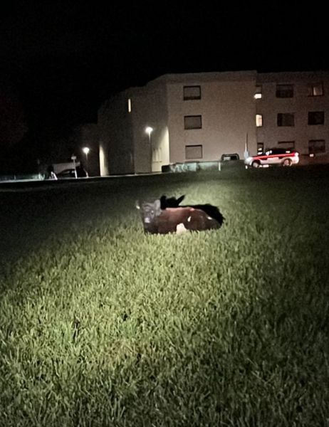 FFG20251116KuhWeisskirchen3