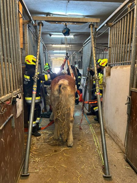 FFG_2025_11_15_Pferd_Premstaetten3