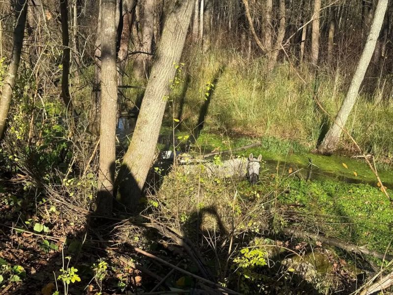 2025_11_04_tierrettung_werndorf02