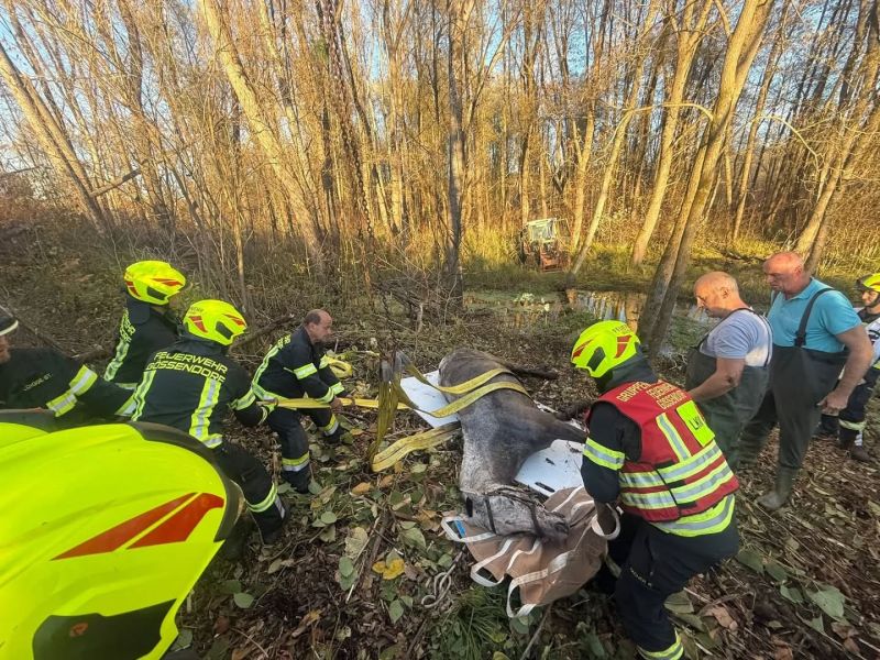 2025_11_04_tierrettung_werndorf08
