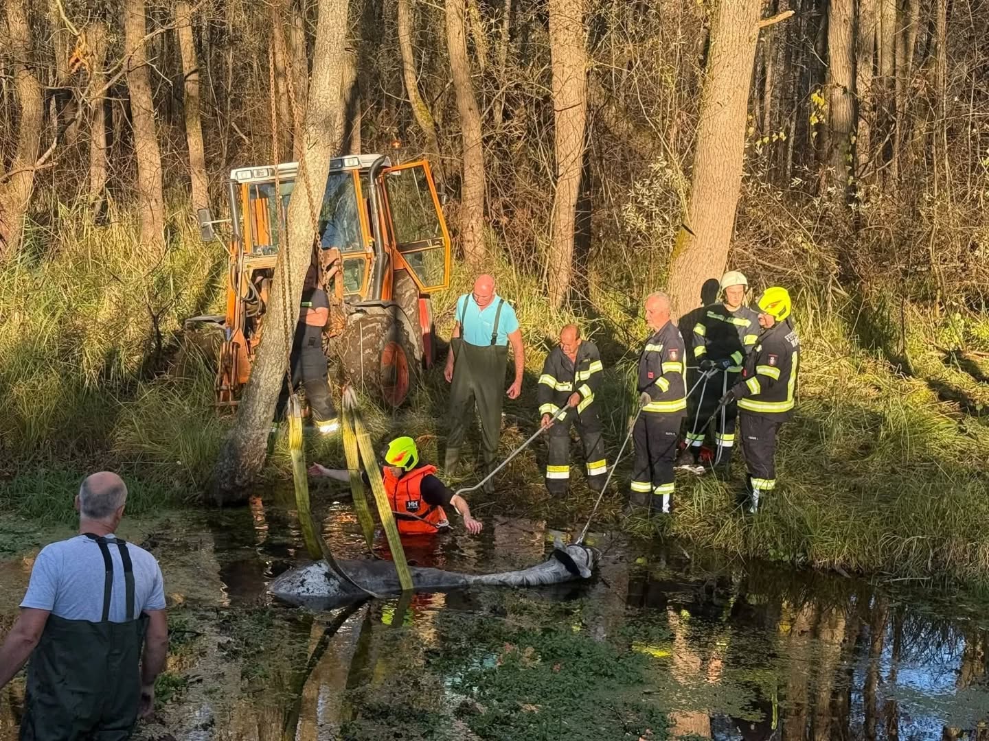 2025 11 04 tierrettung werndorf05
