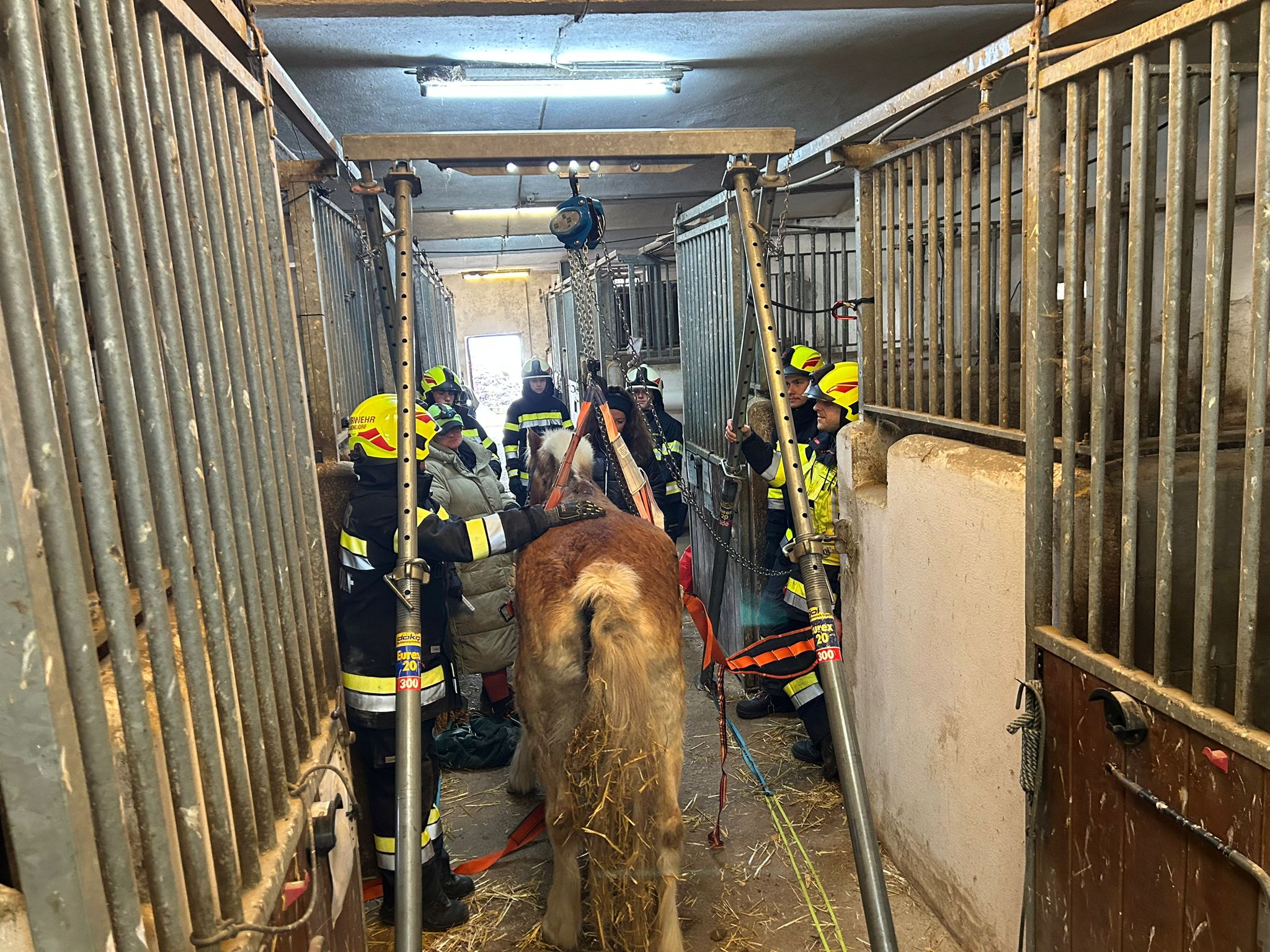 FFG 2025 11 15 Pferd Premstaetten