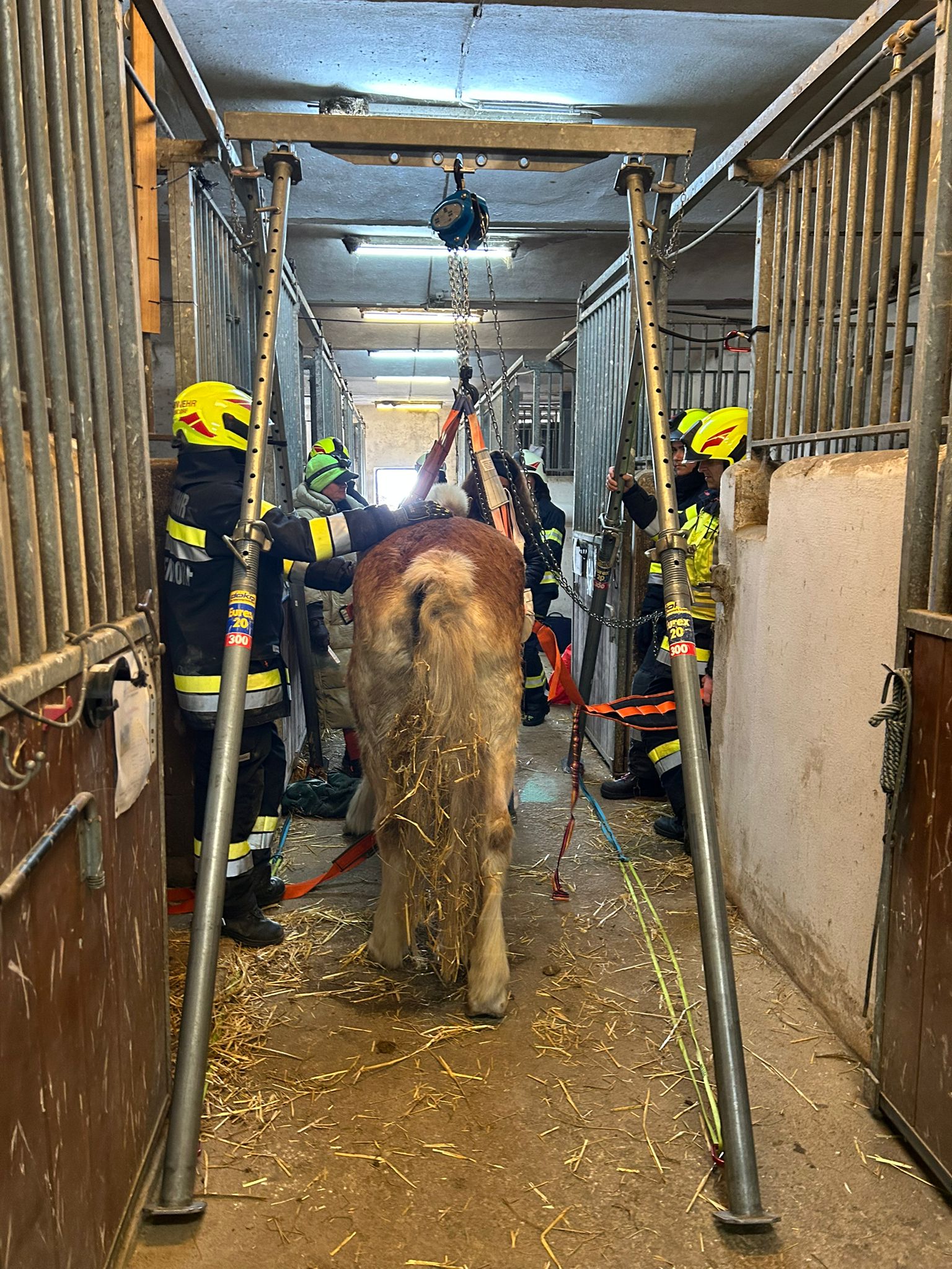 FFG 2025 11 15 Pferd Premstaetten3