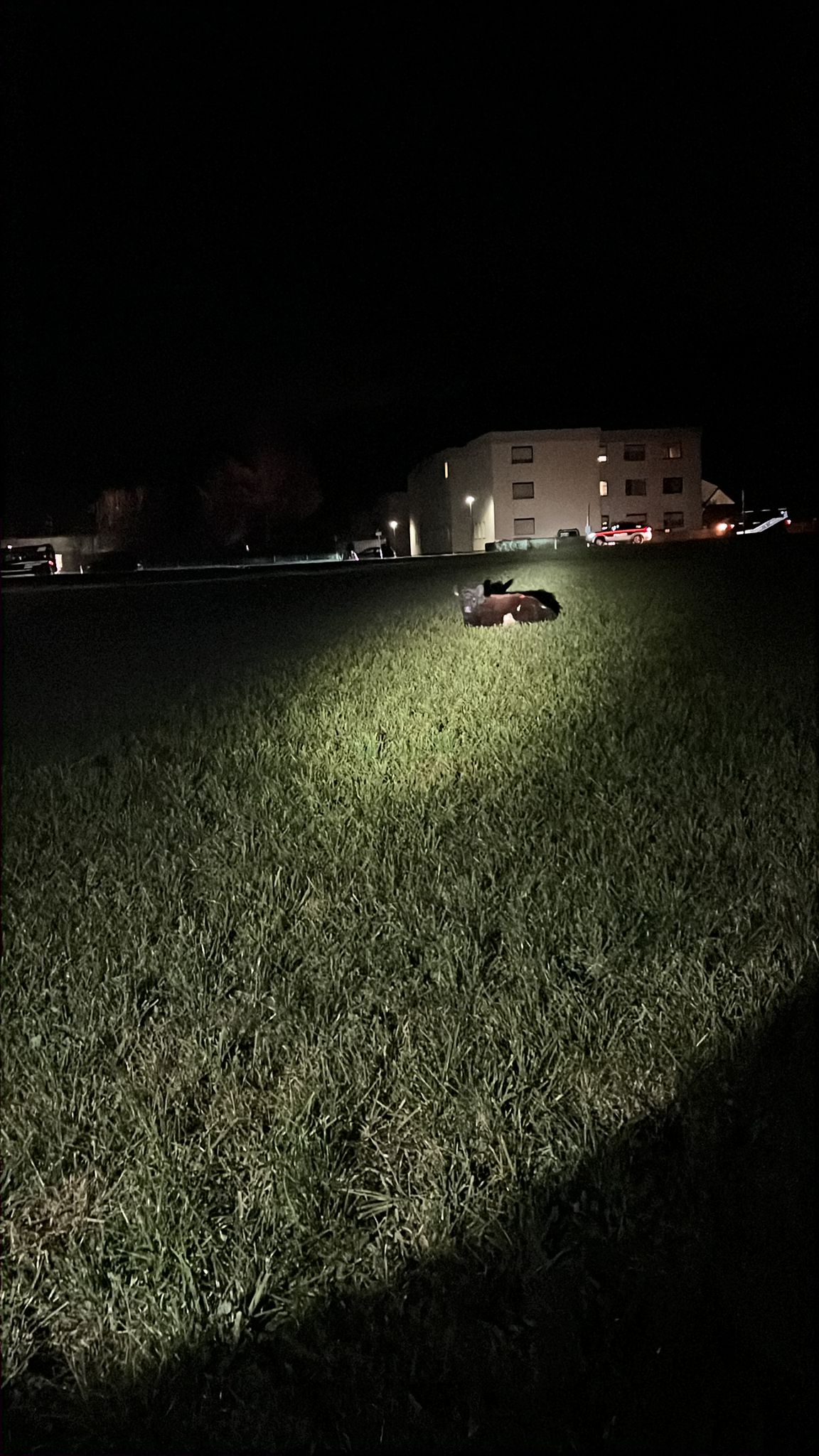 FFG 2025 11 16 Kuh Weisskirchen 1