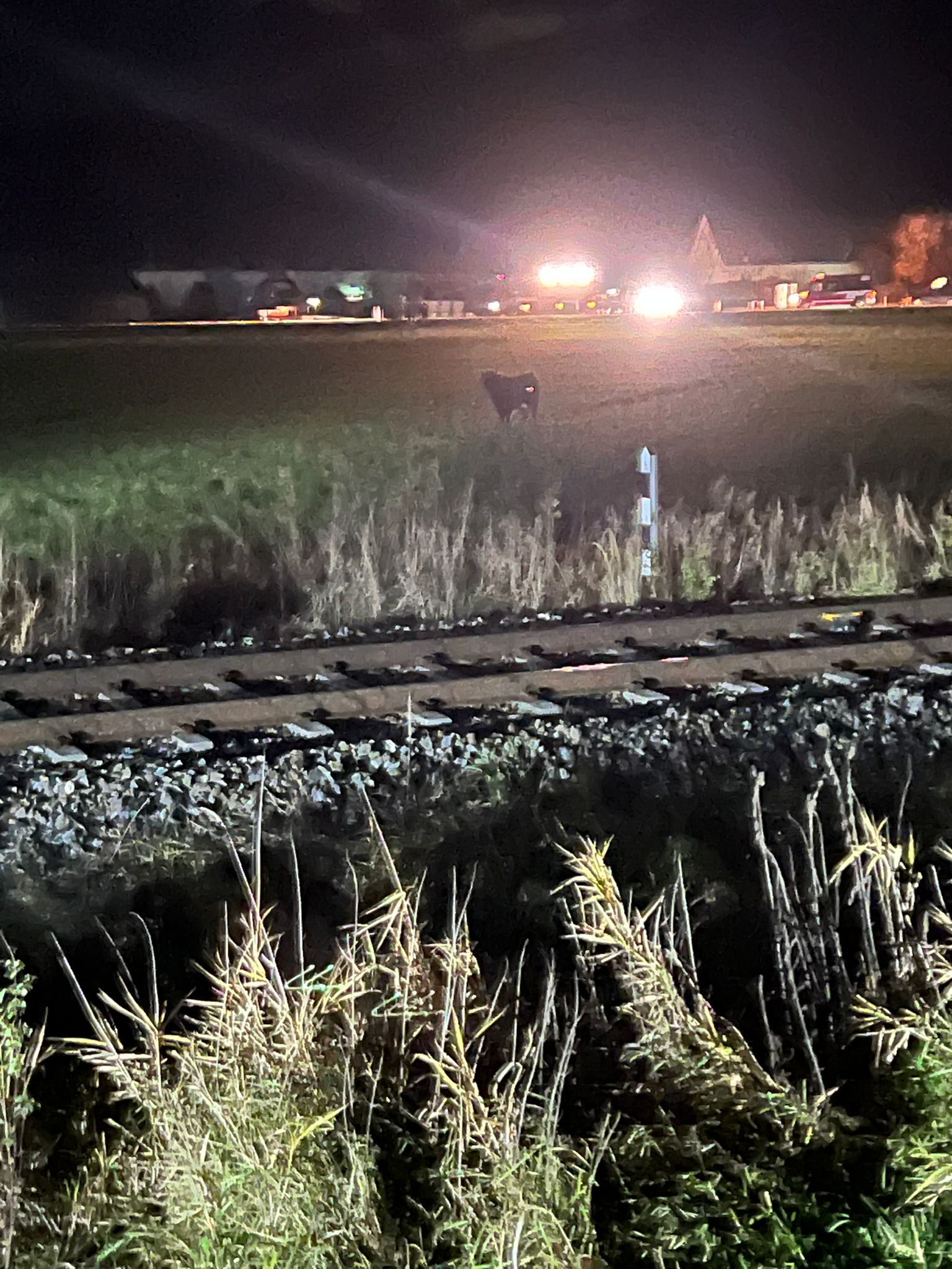 FFG 2025 11 16 Kuh Weisskirchen 2