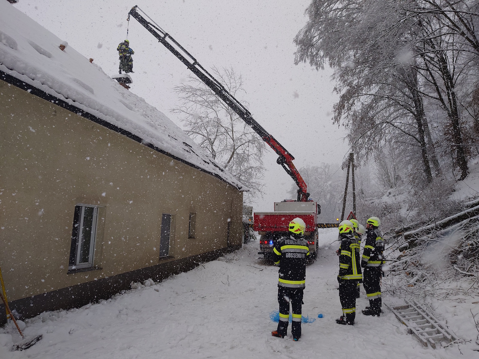 20 02 2026 wlf wildon 4