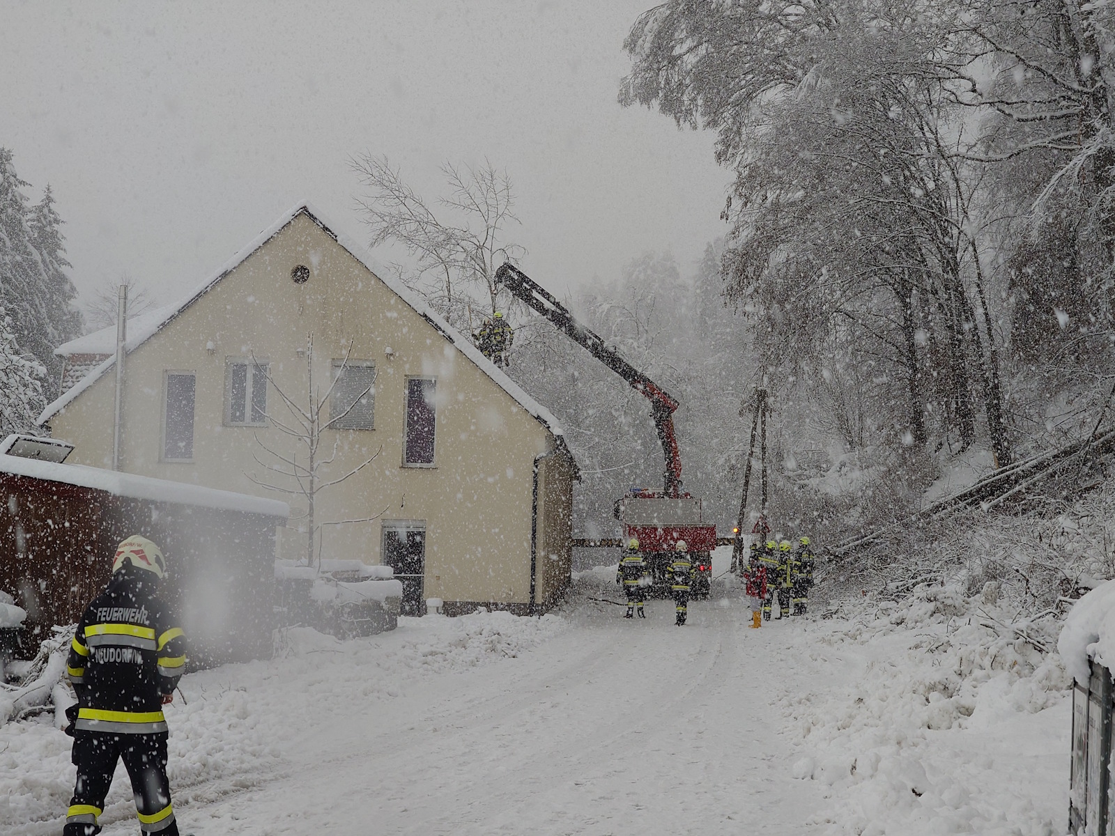 20 02 2026 wlf wildon 6