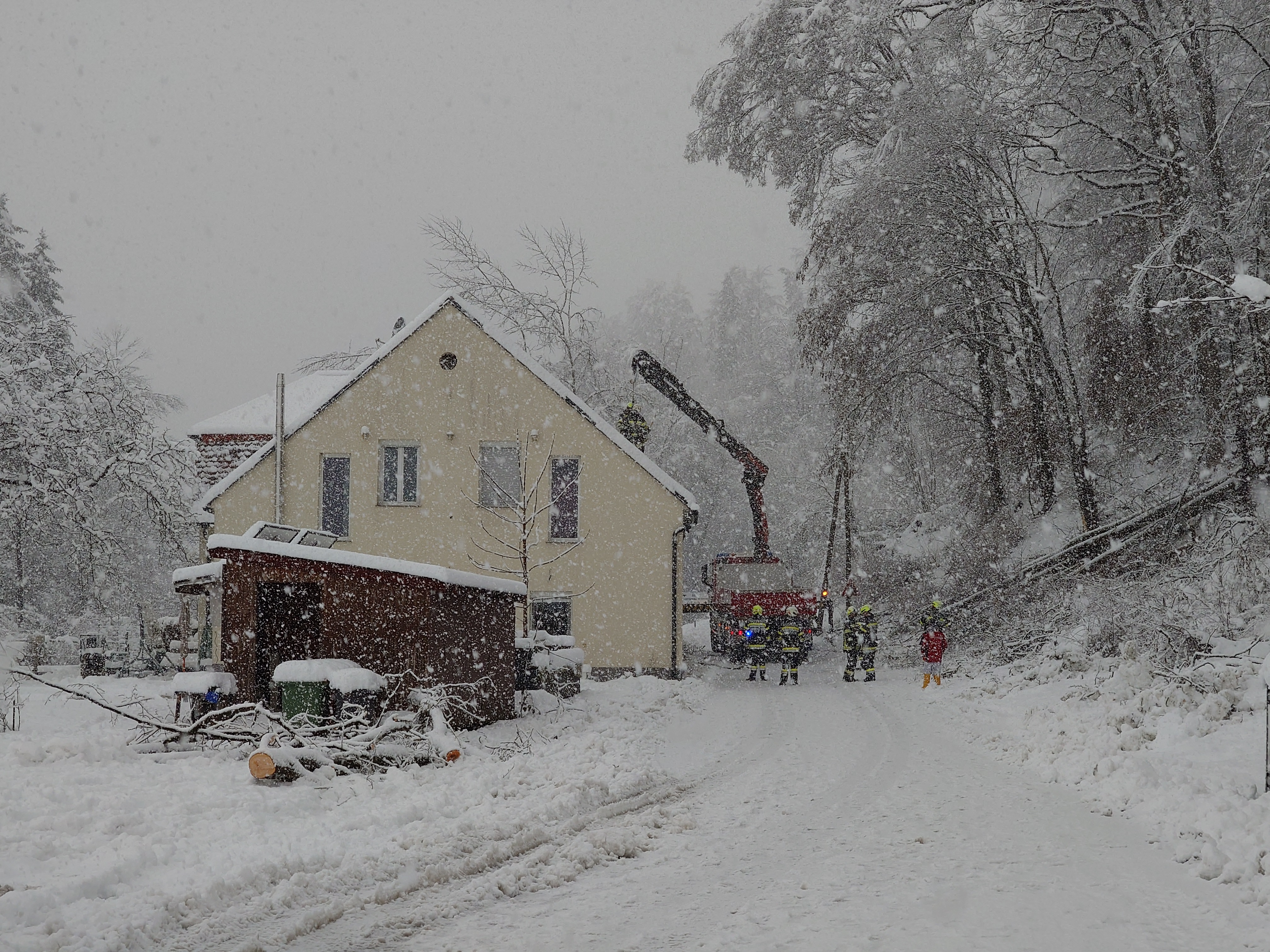 20 02 2026 wlf wildon 7